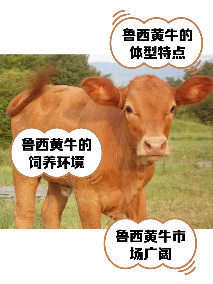 长兴最新医保取现黄牛方法分析(最方便真实的长兴医保取现黄牛怎么取方法)